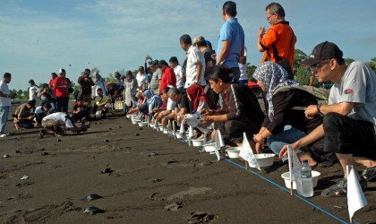 Pelepasliaran Tukik Bersama Putri Pariwisata Indonesia