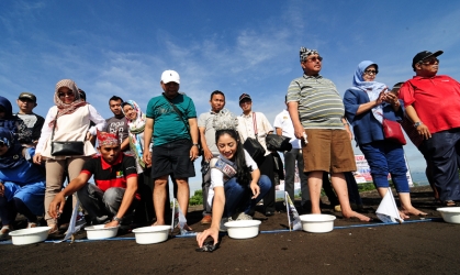 Pelepasliaran Tukik Bersama Putri Pariwisata Indonesia