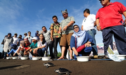 Pelepasliaran Tukik Bersama Putri Pariwisata Indonesia