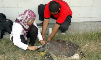 Pemeriksaan Kesehatan Penyu Oleh Drh. Rifki