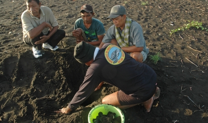Menemukan Penyu Bertelur di Pantai Boom