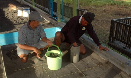 Menemukan Penyu Bertelur di Pantai Boom