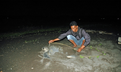 Menemukan Punya Bertelur di Pantai Boom