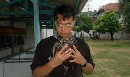 Penyelamatan Penyu Hijau di Pantai Wongsorejo