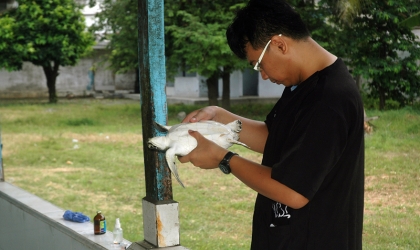Penyelamatan Penyu Hijau di Pantai Wongsorejo