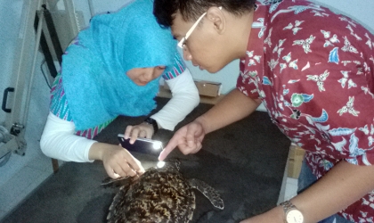 Pemeriksaan Penyu Sakit Dr. Aditya