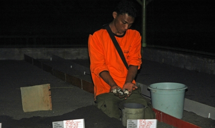 Menemukan Punya Bertelur di Pantai Boom