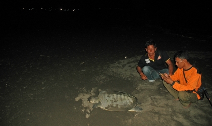 Menemukan Punya Bertelur di Pantai Boom