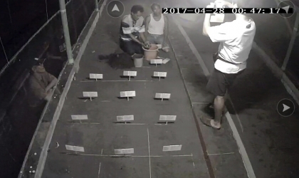 Menemukan Punya Bertelur di Pantai Mirah