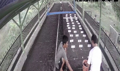 Menemukan Punya Bertelur di Pantai Mirah