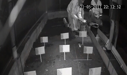 Menemukan Punya Bertelur di Pantai Sobo