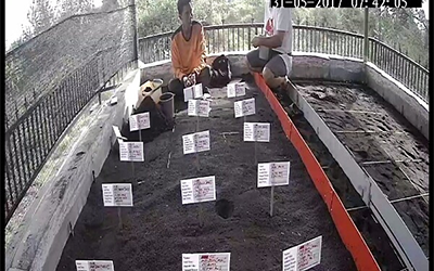 Menemukan Penyu Bertelur di Pantai Boom