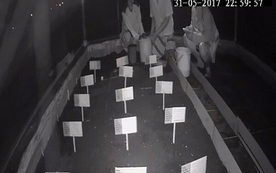 Menemukan Penyu Bertelur di Pantai Kramat