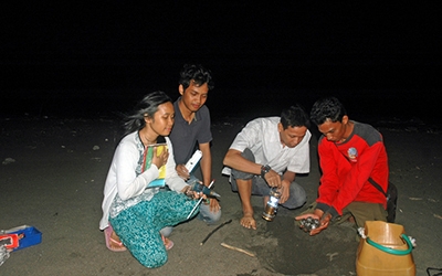 Menemukan Penyu Bertelur di Pantai Boom
