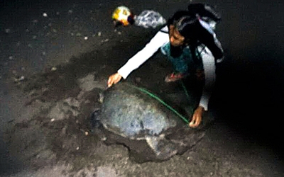 Menemukan Penyu Bertelur di Pantai Boom