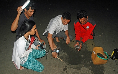 Menemukan Penyu Bertelur di Pantai Boom