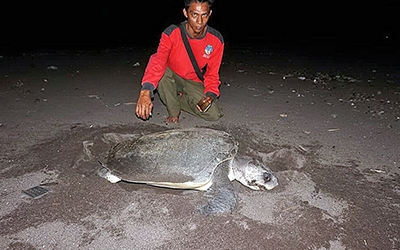 Menemukan Penyu Bertelur di Pantai Boom