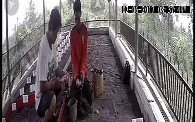 Menemukan Penyu Bertelur di Pantai Boom