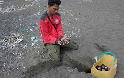 Menemukan Penyu Bertelur di Pantai Boom