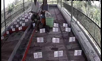 Menemukan Penyu Bertelur di Pantai Cungkingan