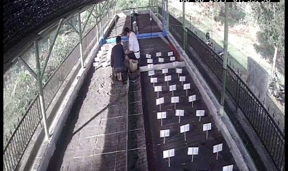 Menemukan Penyu Bertelur di Pantai Boom