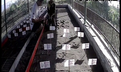 Menemukan Penyu Bertelur di Pantai Boom