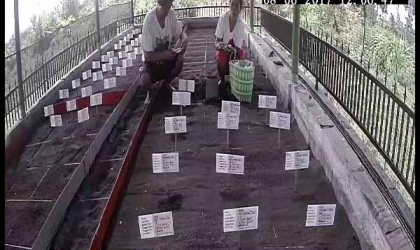 Menemukan Penyu Bertelur di Pantai Sobo