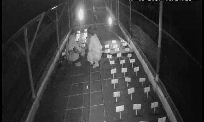 Menemukan Penyu Bertelur di Pantai Pulau Santen