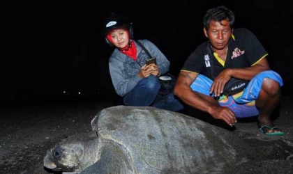 Menemukan Penyu Bertelur di Pantai Boom