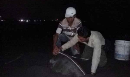 Menemukan Penyu Bertelur di Pantai Boom