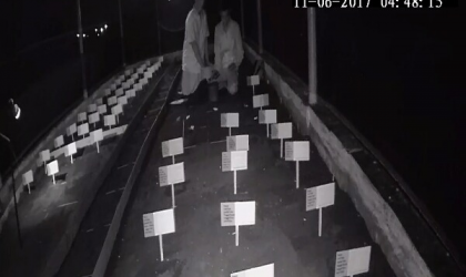 Menemukan Penyu Bertelur di Pantai Kramat