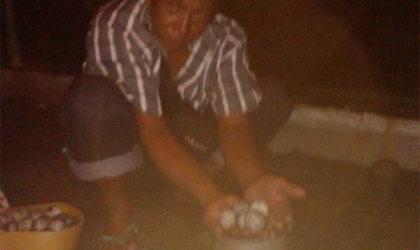 Menemukan Penyu Bertelur di Pantai Boom