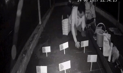 Menemukan Penyu Bertelur di Pantai Sobo