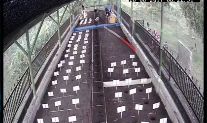 Menemukan Penyu Bertelur di Pantai Sobo