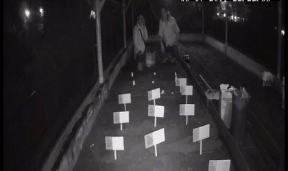 Menemukan Penyu Bertelur di Pantai Santen