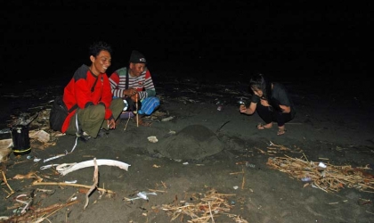 Menemukan Penyu Bertelur di Pantai Boom