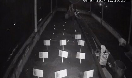 Menemukan Penyu Bertelur di Pantai Boom