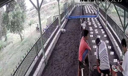 Menemukan Penyu Bertelur di Pantai Mirah