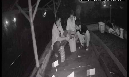 Menemukan Penyu Bertelur di Pantai Kramat