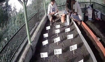 Menemukan Penyu Bertelur di Pantai Mirah