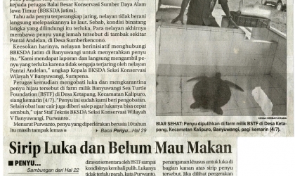 Penyu Berdiameter 1 Meter Tersangkut Jaring