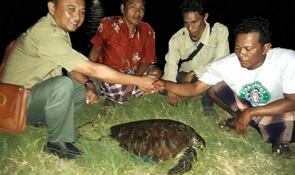 Penyu Berdiameter 1 Meter Tersangkut Jaring