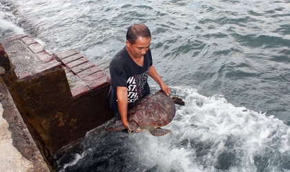Penyu Berdiameter 1 Meter Dilepas di Selat Bali