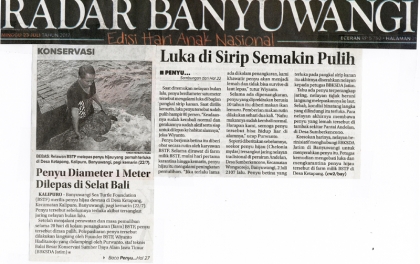 Penyu Berdiameter 1 Meter Dilepas di Selat Bali