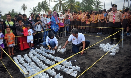Pelepasliaran Tukik Bersama Pramuka & Masyarakat