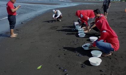 Pelepasliaran Tukik Bersama Indofood