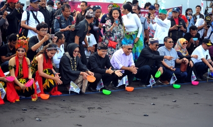 Pelepasliaran Tukik Dalam Event Gandrung Sewu 2017