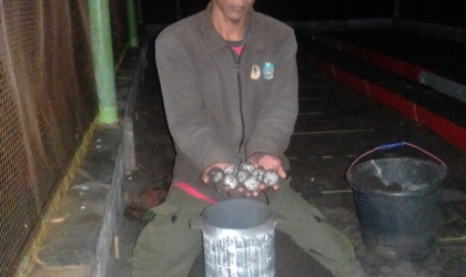 Menemukan Penyu Bertelur di Pantai Boom