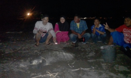 Menemukan Penyu Bertelur di Pantai Boom