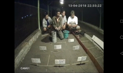 Menemukan Penyu Bertelur di Pantai Santen